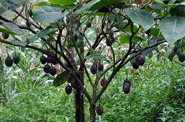 Black walnut (100)